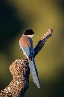 Iberian Magpie (Cyanopica cooki), Andalusia, Spain