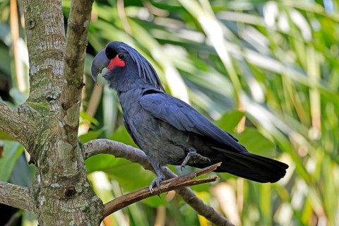 Palm Cockatoo (Probosciger aterrimus), Arabian Cockatoo, adult, on tree, perch, calling, Australia