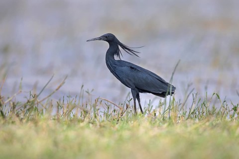 Black Heron (Egretta ardesiaca), Lake Ziway, Ethiopia