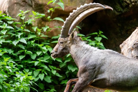 Alpine ibex (Capra ibex) male running in the mountains, Bavaria, Germany