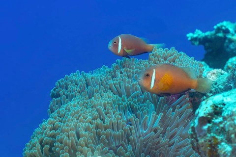 Maldives anemonefish swim around a magnificent sea anemone on a coral reef in the Maldives,