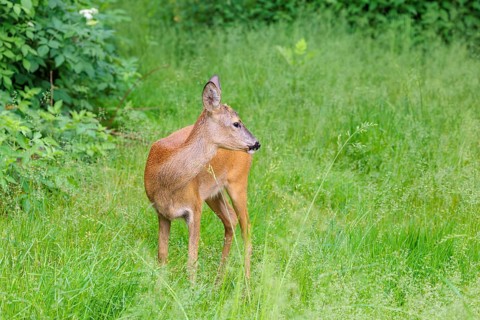 A female roe deer (Capreolus capreolus) stands in a green meadow. Bavaria, Germany