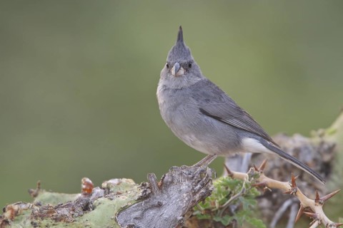 Gray-crested Finch (Lophospingus griseocristatus) perched on a branch in Bolivia, South America