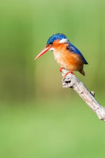 Malachite Kingfisher (Corythornis cristatus), Western Cape, South Africa