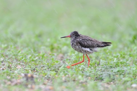 Common Redshank (Tringa totanus), Lake Neusiedl, Austria