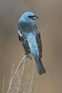 Lazuli Bunting (Passerina amoena), Washington, USA