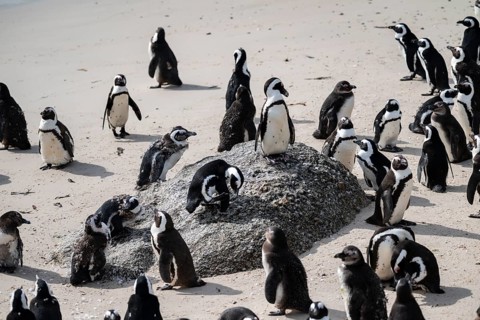 Penguin colony, spectacled penguin (Spheniscus demersus) on a rock, Boulder Beach, Western Cape,