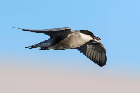 Whiskered Tern (Chlidonias hybrida) flying, Eilat, Israel