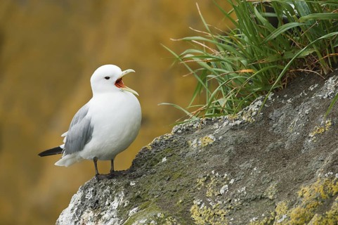 Black-legged Kittiwake (Rissa tridactyla), Alaska, USA