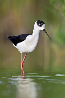 A black-winged Black-winged Stilt (Himantopus himantopus) wades through a pond in search of food,