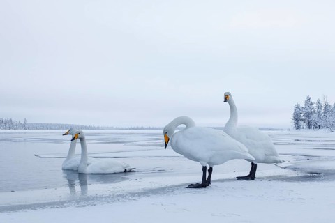 Whooper Swan (Cygnus cygnus) group, Finland