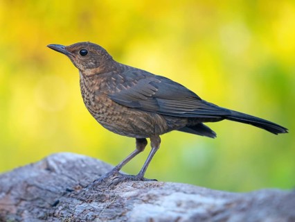 Blackbird (Turdus merula), one, individual, biotope, habitat, perch, garden, Neuhofen,