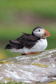 Atlantic Puffin (Fratercula arctica), Farne Islands, United Kingdom