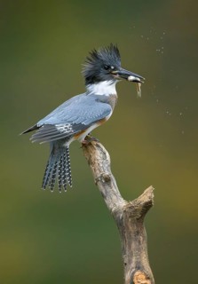 Belted Kingfisher (Megaceryle alcyon) female perched on a branch with a fish prey in its beak,