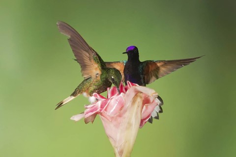 A Buff-tailed Coronet feeds on a flower as a Velvet-purple Coronet hummingbird flies in