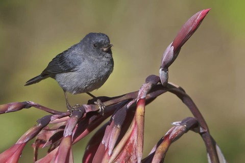 Slaty Flowerpiercer (Diglossa plumbea), Costa Rica