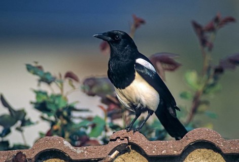 Magpie, pica pica, birds, corvidae family of birds, garden, passeri, corvids, songbirds, birds