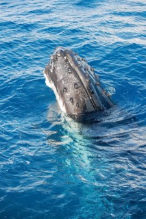 Humpback whale surfacing, Hervey Bay, Queensland, Australia