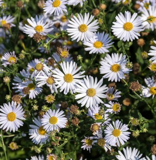Large-flowered beautiful aster (Kalimeris incisa 'Madiva'),  Netherlands