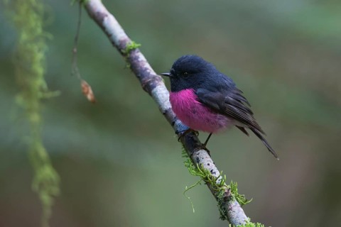 Pink Robin (Petroica rodinogaster) male perched on a branch, Victoria, Australia