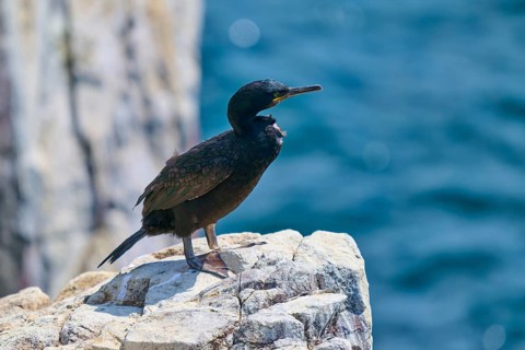 A bird rests on a rock overlooking the calm blue water under a bright sun, Cormorant (Phalacrocorax