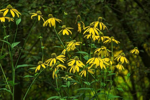 Wild yellow coneflower, echinacea, in a nature reserve, Königsbrücker Heide, Saxony, Germany