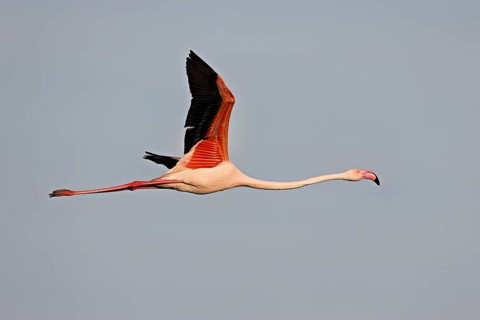 Greater Flamingo (Phoenicopterus roseus), in flight, Camargue Regional Nature Park, southern