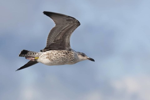 Lesser Black-backed Gull (Larus fuscus fuscus), Mecklenburg-Western Pomerania, Germany
