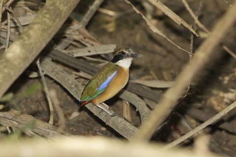 Mangrove Pitta (Pitta megarhyncha) male, Singapore