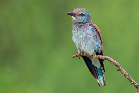 Roller, Almond Crow, (Coracias garrulus), animals, birds, raptors, raptor family, perch, biotope,