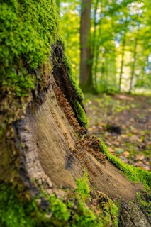 Close-up of a tree trunk with green moss, surrounded by forest, Calw, Black Forest, Germany