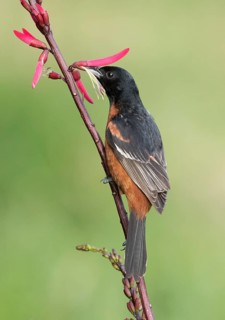 Orchard Oriole (Icterus spurius) perched on a branch, Texas, USA