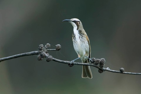 Tawny-crowned Honeyeater (Gliciphila melanops) perched on a branch, Victoria, Australia