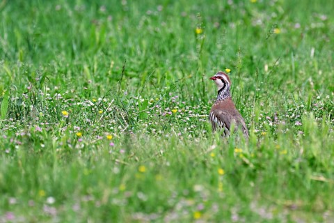 Red-legged Partridge (Alectoris rufa), standing in a meadow, Camargue, southern France, France