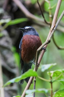 Slaty-backed Chat-Tyrant (Ochthoeca cinnamomeiventris) perched on a branch in Ecuador, South