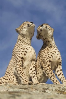 Cheetah (Acinonyx jubatus) two females sitting tight together on a rock, Castile-La Mancha, Spain