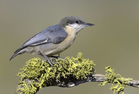 Pygmy Nuthatch (Sitta pygmaea), Oregon, USA