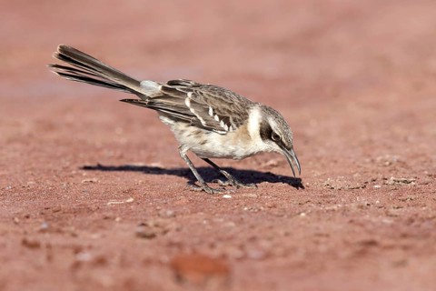 Galapagos Mockingbird (Mimus parvulus), Galapagos, Ecuador