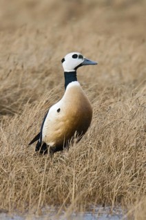 Steller's Eider (Polysticta stelleri) male, Alaska, USA