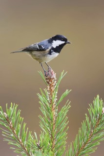 Coal Tit (Periparus ater), Mecklenburg-Western Pomerania, Germany