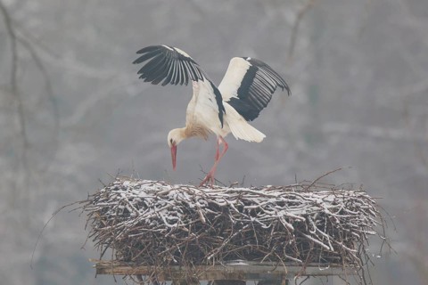 White Stork (Ciconia ciconia) landing on nest, North Rhine-Westphalia, Germany