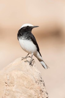 Hooded Wheatear (Oenanthe monacha) on ground, Eilat, Israel