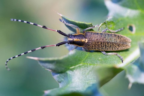 Sunflower buck, Agapanthia dahli, Muselievo, ????????? / Muselievo, ?????? / Pleven, Bulgaria