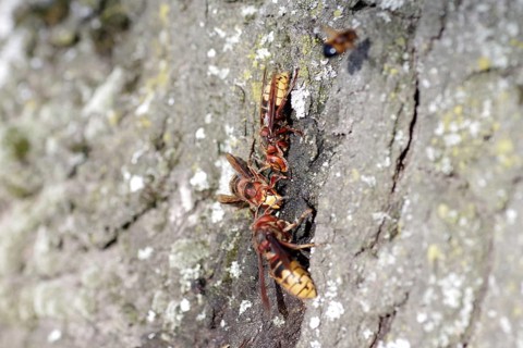 European hornet (Vespa crabro), tree trunk, food source, sap flow, several insects drink the