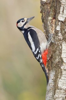 Great spotted woodpecker (Dendrocopus major), male, foraging on the trunk of a common birch (Betula