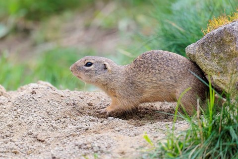 A fully grown ground squirrel (Spermophilus citellus) sits on gravel next to green vegetation on a