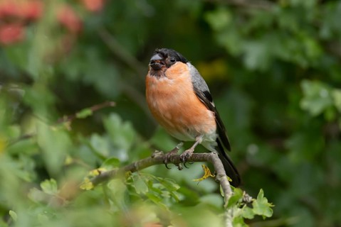 Eurasian or Common bullfinch (Pyrrhula pyrrhula) adult male garden bird in a Hawthorn tree in
