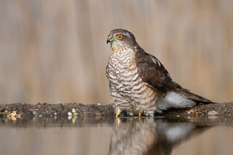 Eurasian Sparrowhawk (Accipiter nisus) at a waterhole, Subotica, Serbia