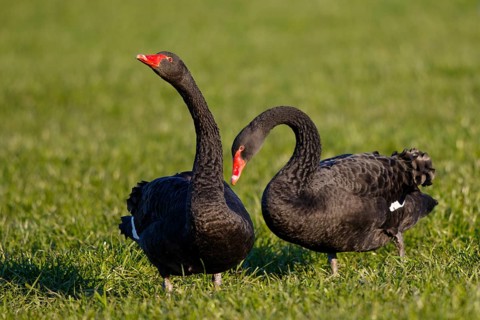 Black Swan (Cygnus atratus) pair, North Rhine-Westphalia, Germany