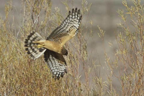 Northern Harrier (Circus hudsonius) female flying, New Mexico, USA